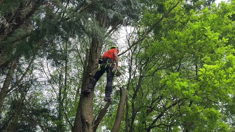 Professional Tree Removal and Landscaping Services in On Top Of The World Designated Place, FL